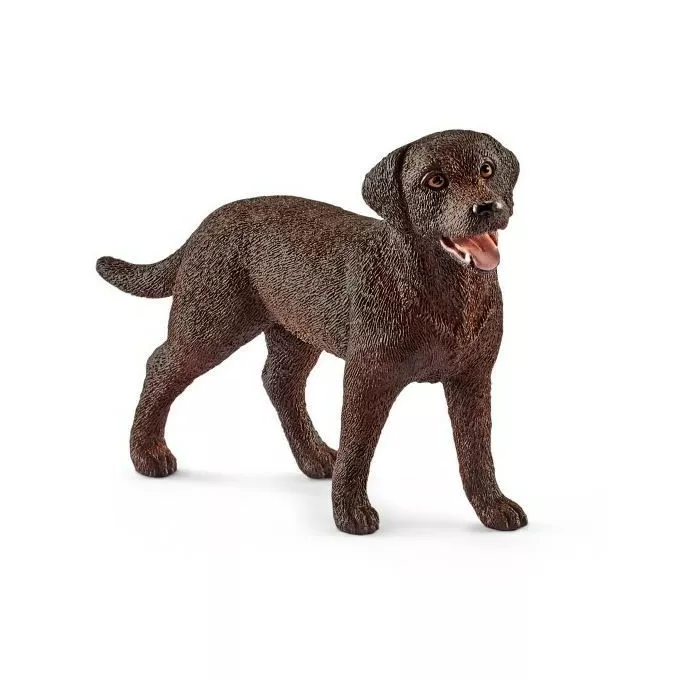 Labrador Retriever Suczka