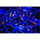 Portal Games Gra Fotosynteza: W blasku księżyca